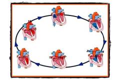 Fiziologia inimii